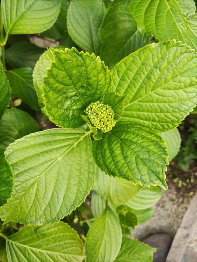Valence Le Jardin Du Controleur公寓 外观 照片